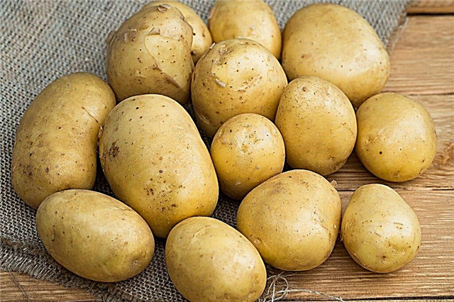 Patates çeşidinin Golubizna özellikleri