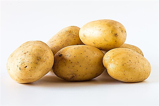 Characteristics of the Farmer potato variety