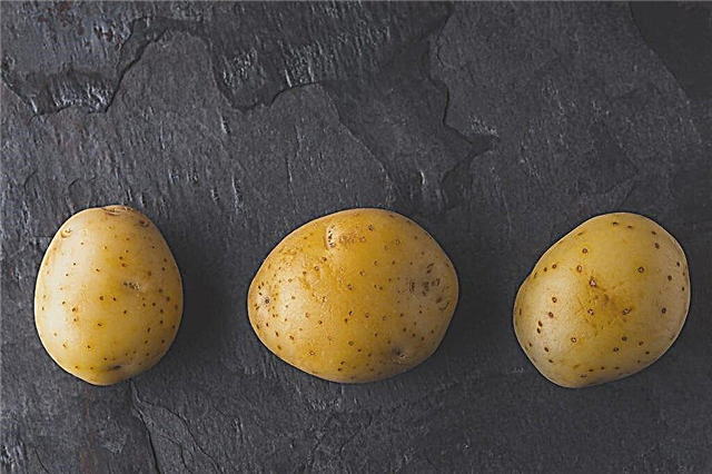 Characteristics of Lorkh potatoes