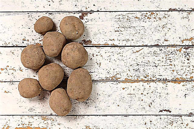 Characteristics of Kiwi potatoes