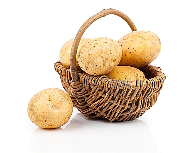 Description of potatoes Elizabeth
