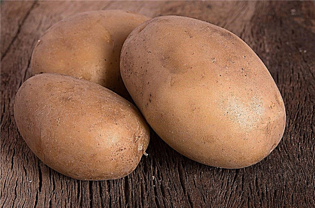 Kenmerken van het aardappelras Vector