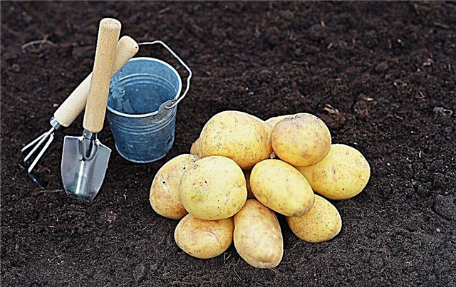 وصف أصناف البطاطس المبكرة