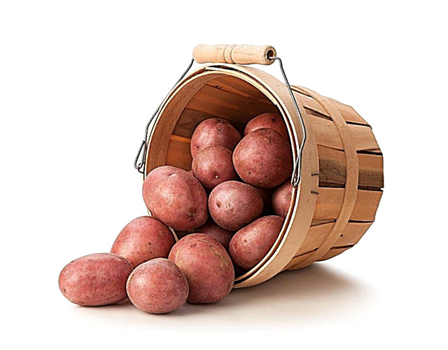 Description des pommes de terre Zhuravinka