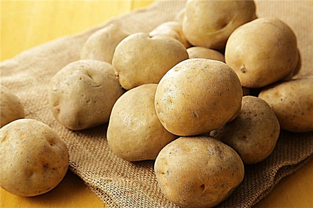 Characteristics of Lileya potatoes