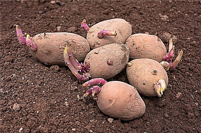 How to germinate potatoes before planting