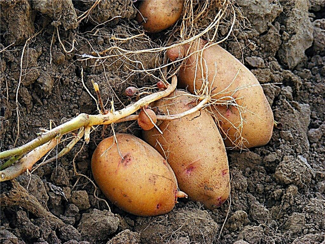 Variedade de batatas Lapot