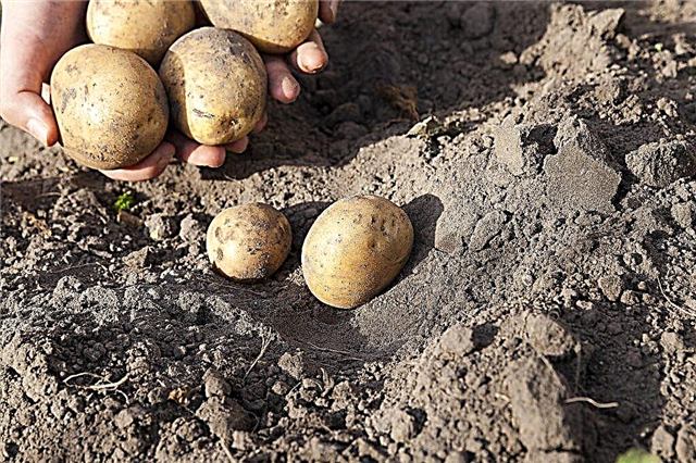 Characteristics of the potato variety Karatop
