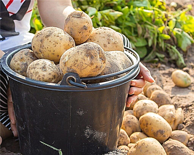 Descrição das batatas de Timo
