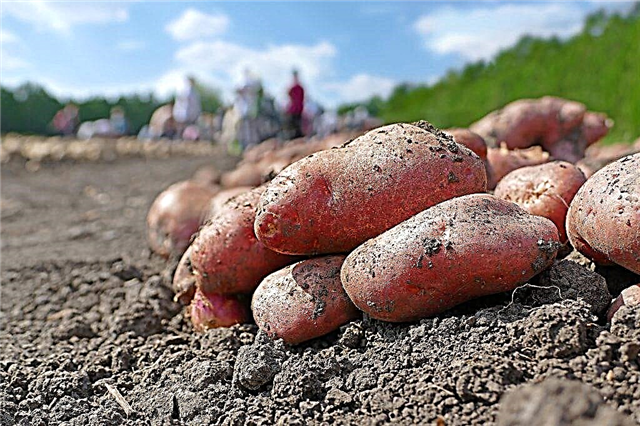 Descrição das batatas Ramona