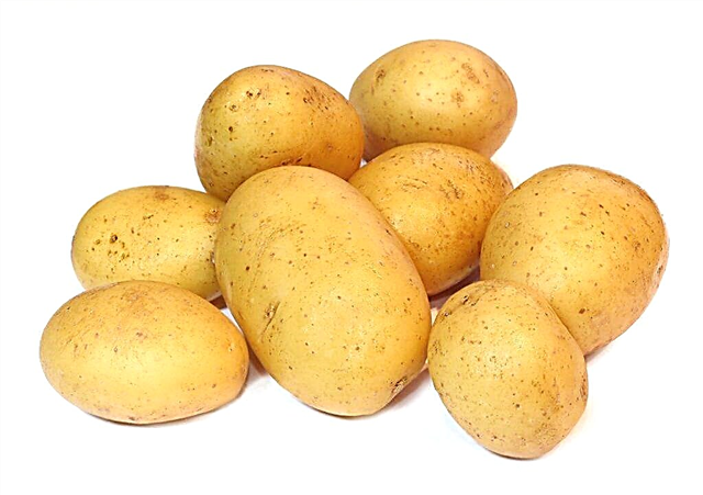 Χαρακτηριστικά των πατατών ζελέ