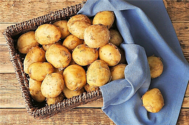 Yielding potato varieties for central Russia