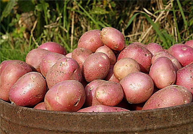 Characteristics of the potato variety Aladdin