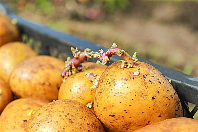 Kako pripremiti krumpir prije sadnje