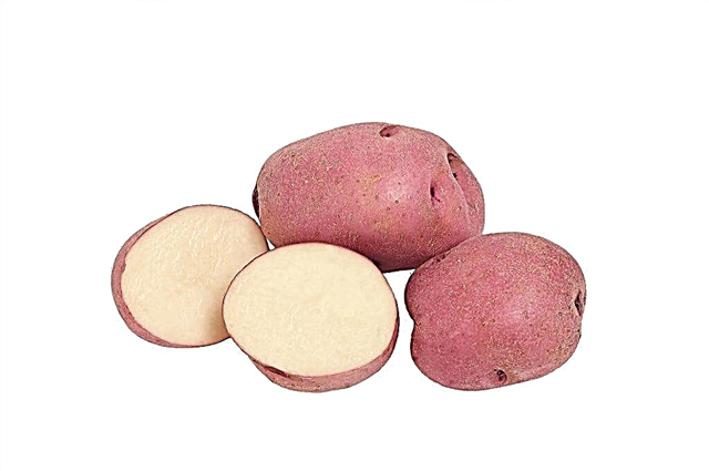 Características das batatas Slavyanka