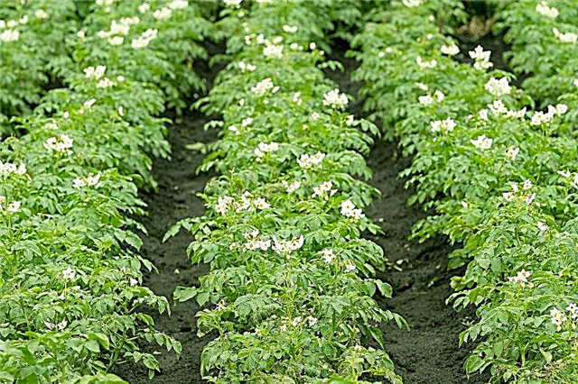 Aplicação de herbicidas em batatas contra ervas daninhas