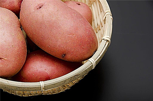 Laura Kartoffeln