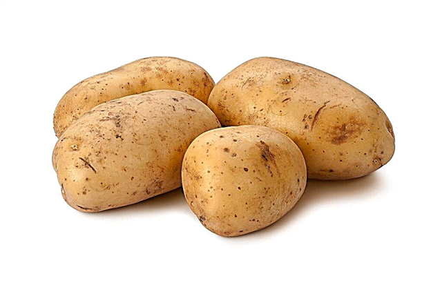 Kenmerken van het aardappelras Sorcerer