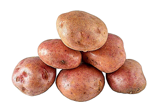 Descrição das batatas Courage