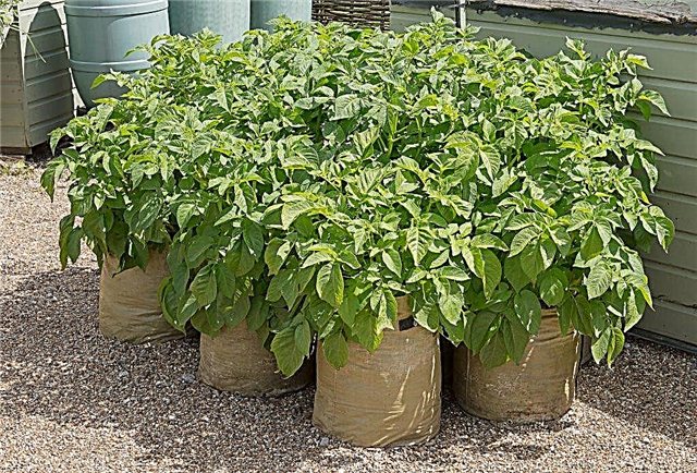 The technology of growing potatoes in bags