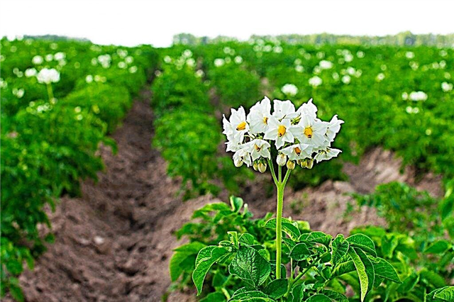 Regras para o cultivo de batatas em campo aberto