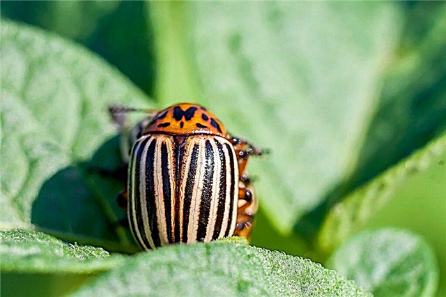 Effective ways to control the Colorado potato beetle on potatoes