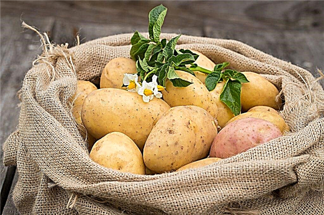 모스크바 지역의 인기있는 감자 품종