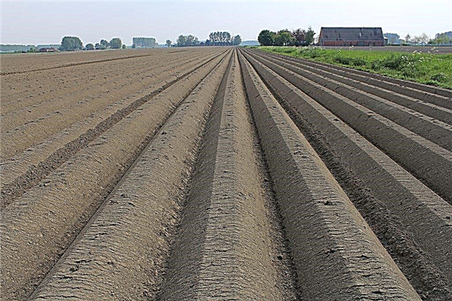 Règles de préparation du sol pour les pommes de terre