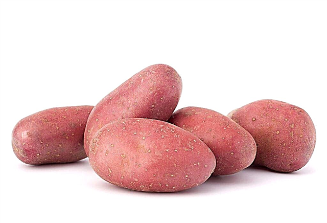 Description des pommes de terre Red Lady