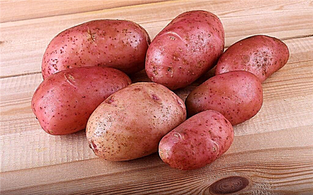 Characteristics and description of potatoes Crimean Rose