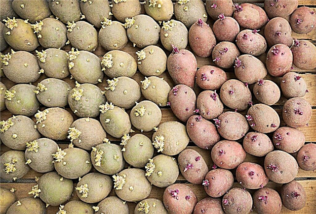 The procedure for vernalizing potatoes before planting