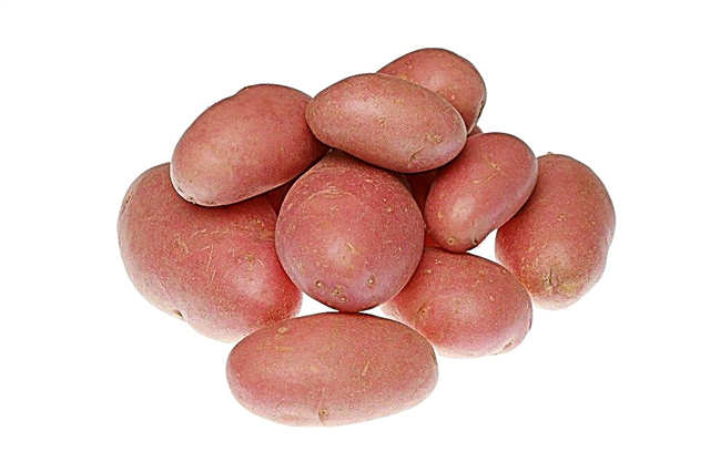Descrição de batatas Krasa