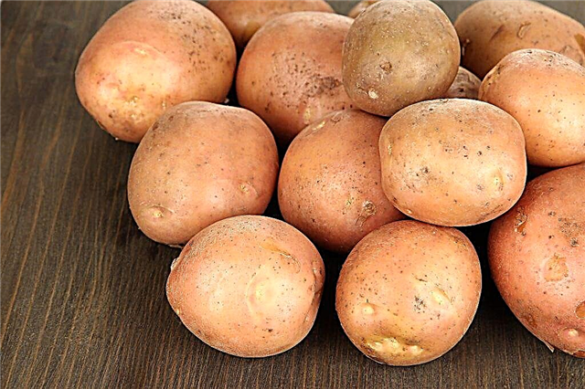 Characteristics of the Irbitsky potato variety