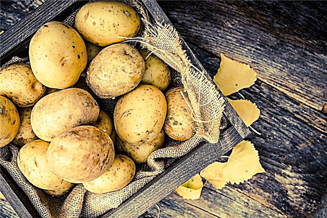 Холандски сортове картофи