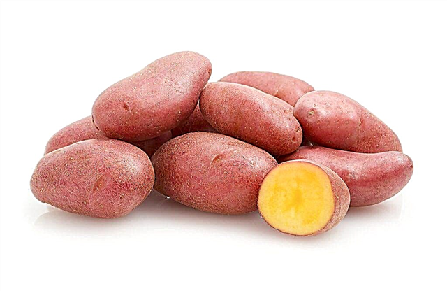 Características das batatas Alvar