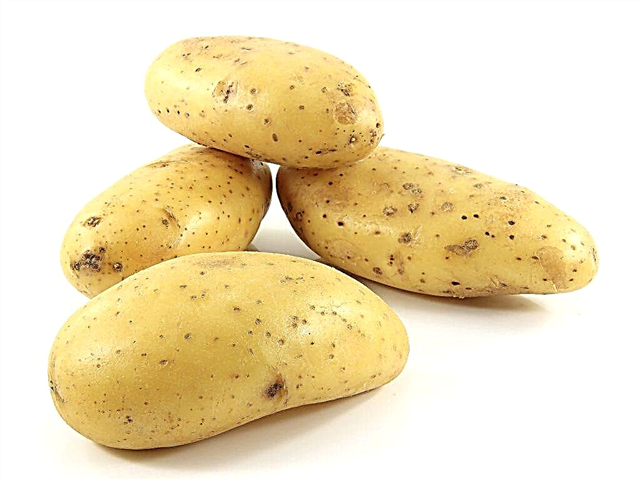 Opis cesarzowej ziemniaków