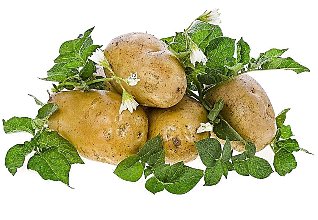 As melhores variedades de batata para a região noroeste