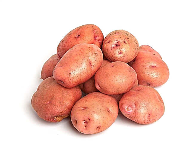 Kenmerken van het aardappelras Goudvink