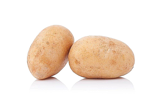Description des pommes de terre Ragneda