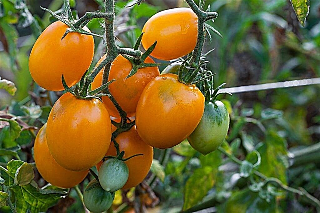Tomatsorter Grädde