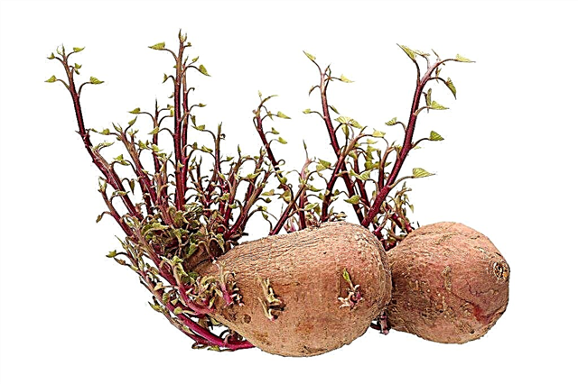 Sådan dyrkes kartofler fra spirer