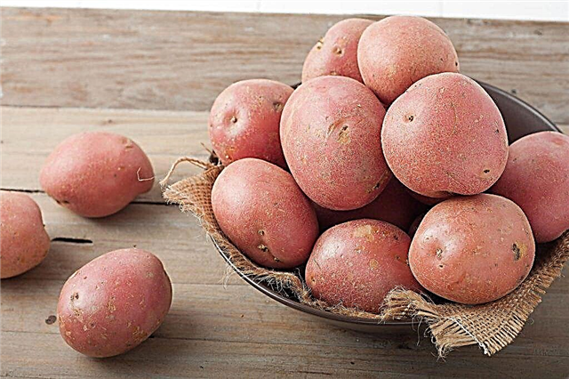 وصف البطاطس Yubilyar