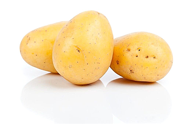 Descrição das batatas Juvel