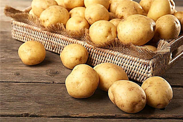 Characteristics of Natasha potatoes