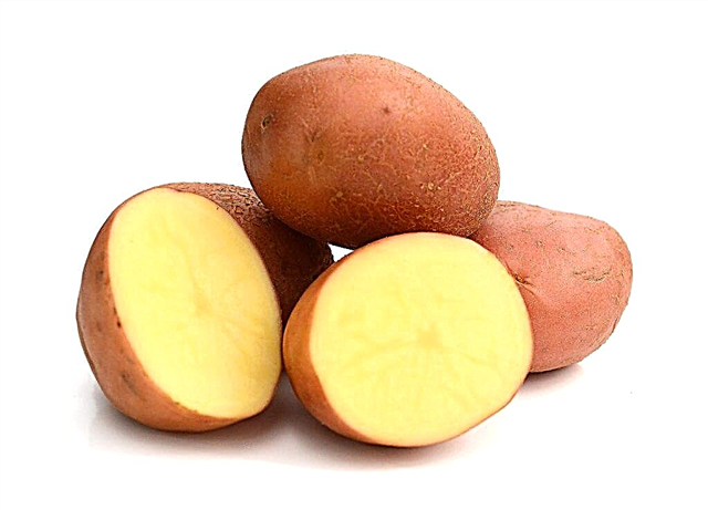 Characteristics of Arosa potatoes
