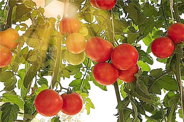 Descrição do tomate Raspberry Empire
