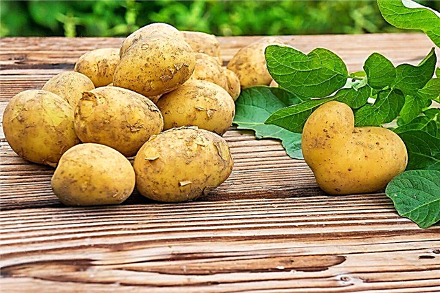 Varieties of Belarusian potatoes