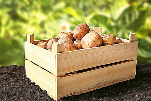 The best potato varieties for Siberia