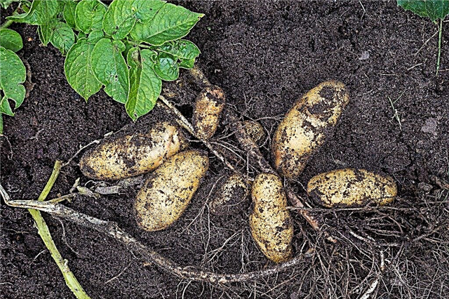Description of potatoes Granada