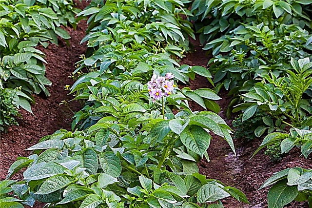 Potato cultivation technology and its features